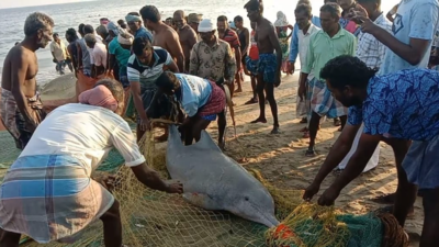 Tamil Nadu fishermen rescue two dolphins caught in shore net