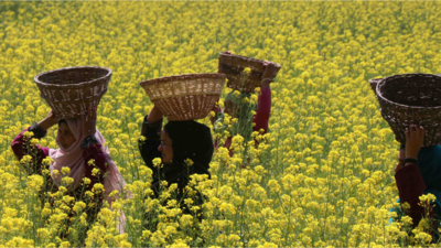 What's the compelling need to permit GM mustard now: SC