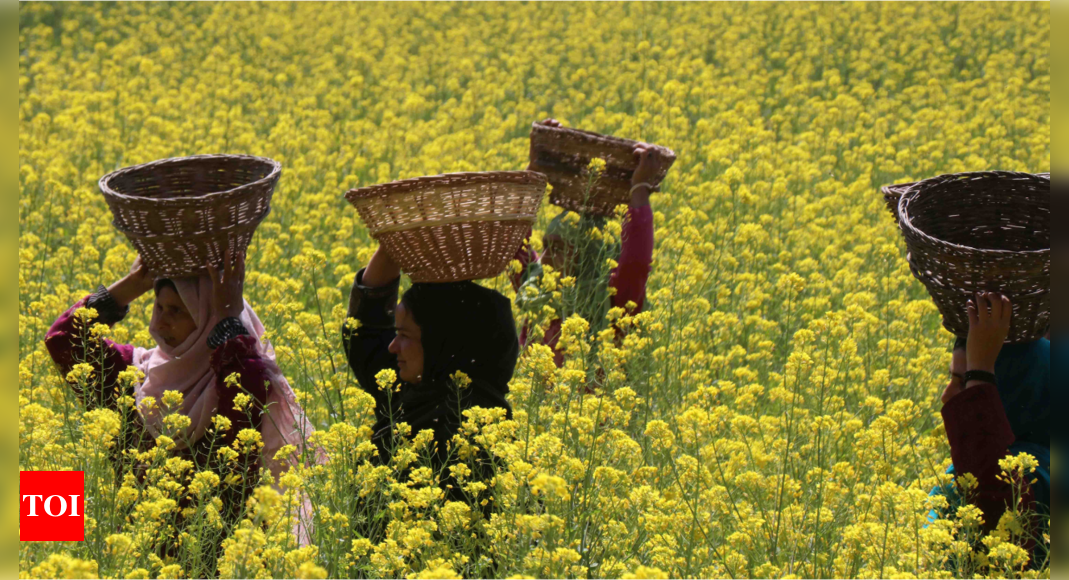 What’s the compelling need to permit GM mustard now: SC | India News