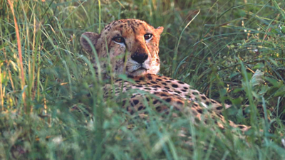 Lobbying fails, South Africa okays MoU to send to India 12 cheetahs
