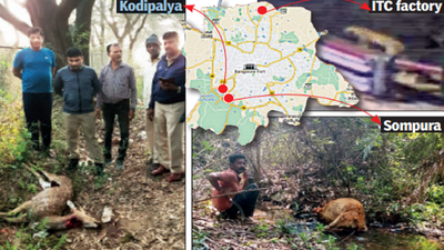 Four leopards spotted on Bengaluru outskirts