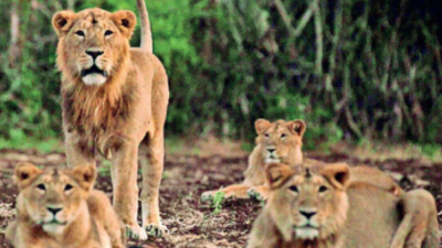 Chennai zoo to get 2 lions from Gujarat, in exchange for 2 tigers