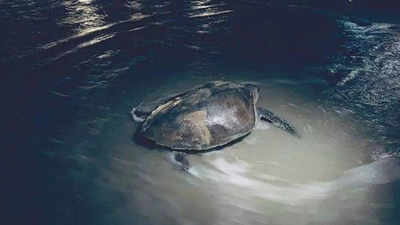 UP: 155 turtles released in Pilibhit's Gomat Taal