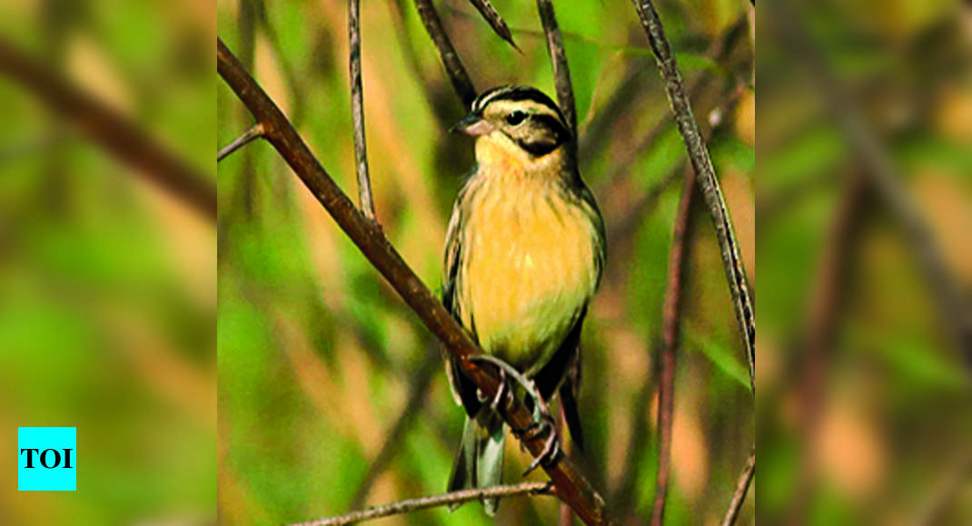 Calcutta and Yellow Bird