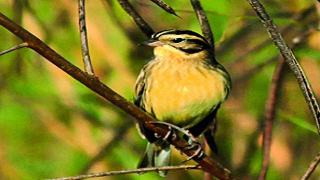 Calcutta and Yellow Bird