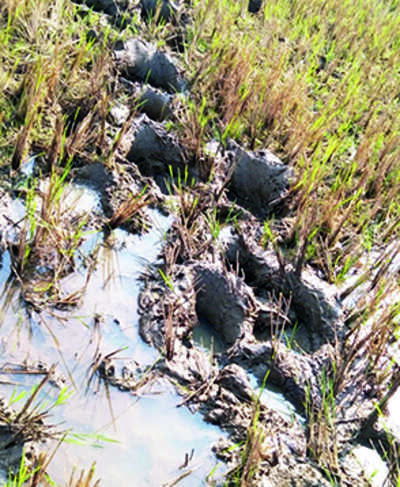 Elephants Trampled Fields, Ate Crops: Aggrieved Farmers | - Times of India