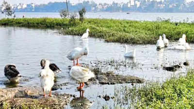 Kolhapur: 5 swans released in Rankala lake; bird experts wary of impact on local biodiversity & food chain