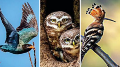 Kolkata: Birders fume over 300 camera fee at Central Park