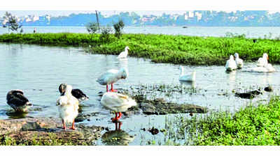 5 swans released in Rankala lake; bird experts wary of impact on local biodiversity & food chain