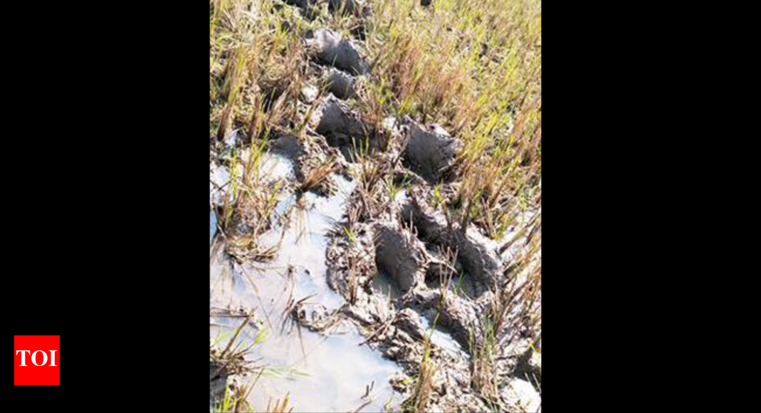 Elephants trampled fields, ate crops, say farmers | Nagpur News - Times ...