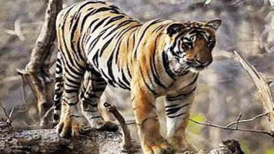 No online booking? Pay Rs 6,000 on spot for Tipeshwar safari