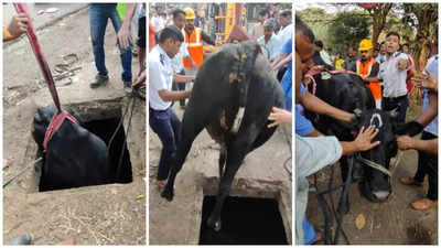 Thane: Pregnant cow lands in drain, brought out after 7-hour rescue operation