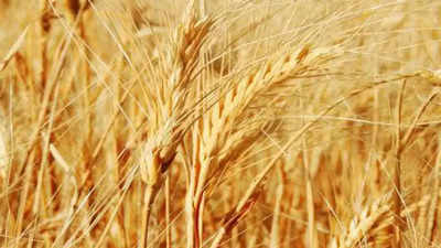 Wheat sowing up 5.36% in first two months of rabi season