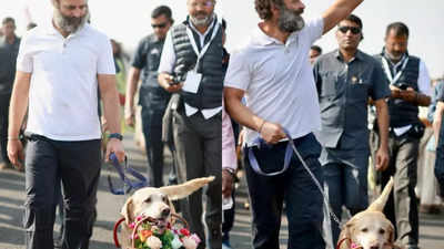 Bharat Jodo Yatra: Two dogs welcome Rahul Gandhi with bouquets in MP's Agar Malwa