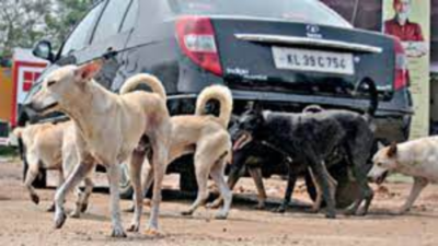3 NGOs respond to NMC expression of interest for strays ABC, none from Nagpur