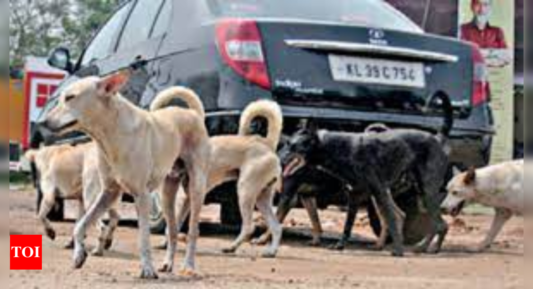 3 NGOs respond to NMC expression of interest for strays ABC, none from  Nagpur | Nagpur News - Times of India