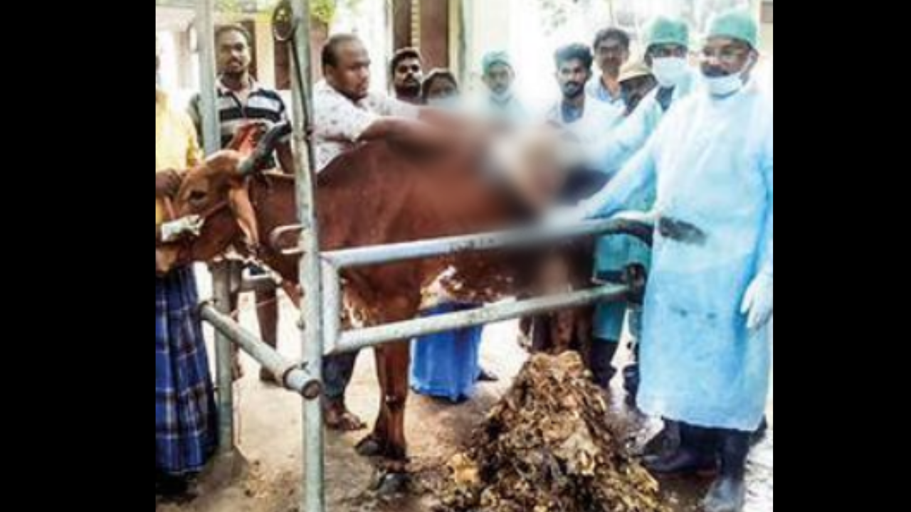 Madurai: 65kg plastic removed from cow's stomach | Madurai News - Times of India Madurai: 65kg plastic removed from cow's stomach | Madurai News - Times of India