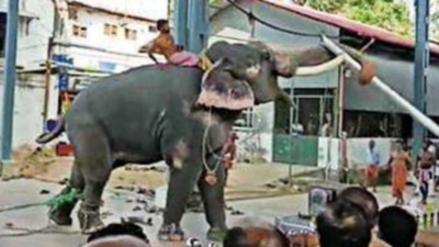 Kerala: Tusker runs amok in Guruvayur temple
