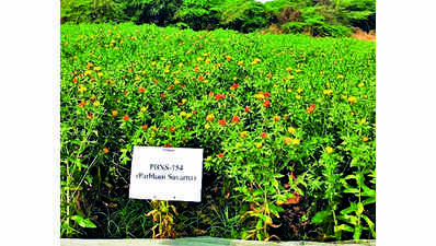 Centre okays 3 more crop varieties developed by Marathwada agri varsity