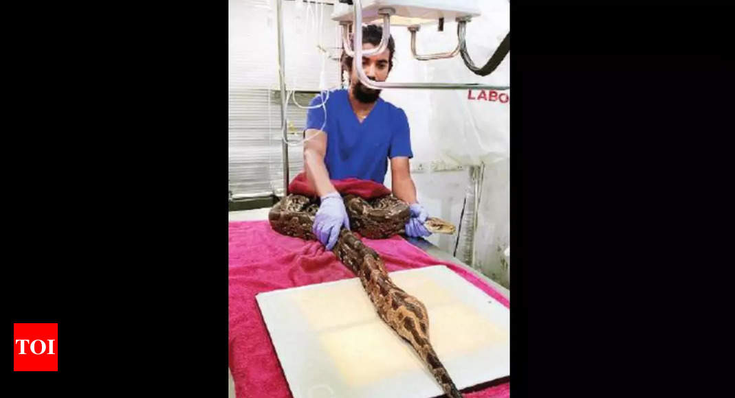 Python with its reproductive organ crushed rescued in Aarey | Mumbai ...