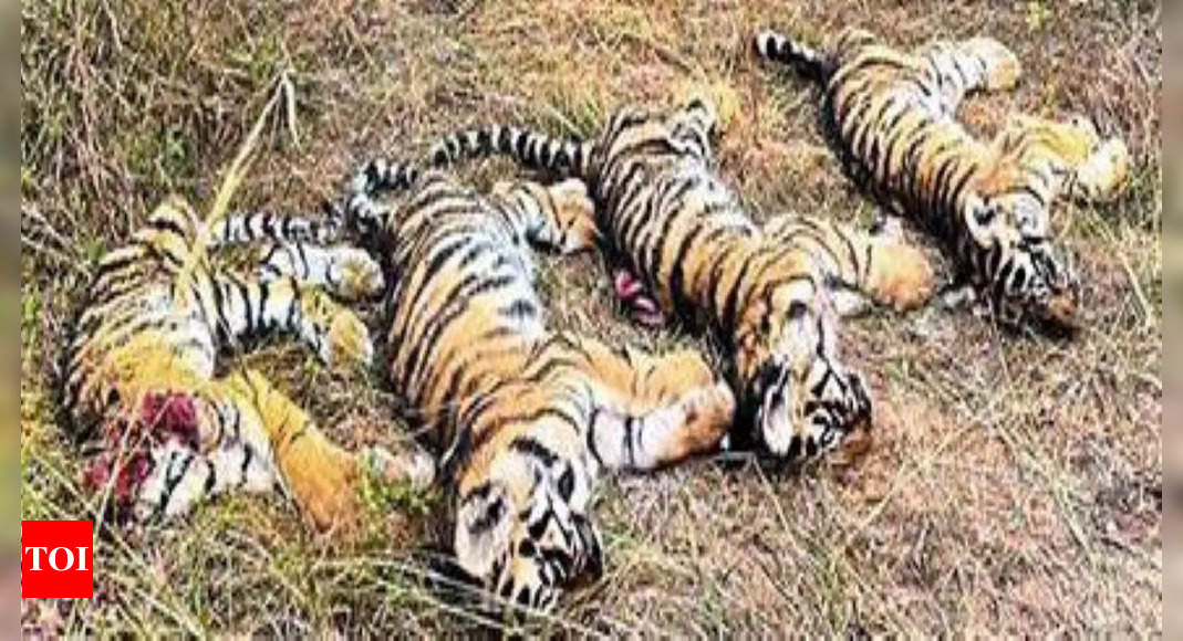 Tiger cubs play fighting. The play fights play a profound role in  eventually developing their hunting skills. Tadoba, Maharashtra. #tiger…