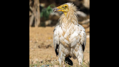 50% rise in raptor sighting this year, finds Asola survey | Delhi News ...