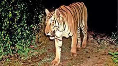 Andhra Pradesh: Ryots blame forest department for 'failure' to tackle marauding tigers, jumbos