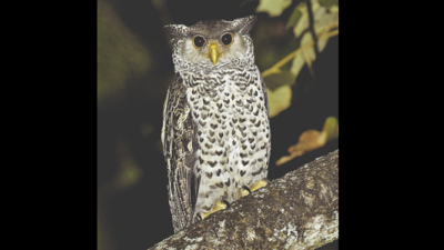 Bird survey: Around 200 bird species in Kanger valley park