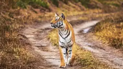 5 Bihar villages to be developed into human-carnivore coexistence zone
