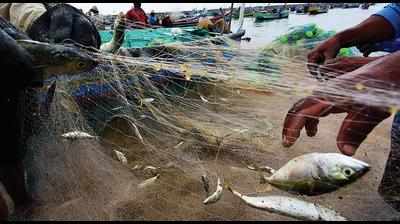 Mackerel prices plunge as fish floods Goa’s markets, fishermen say catch highest in 15 years