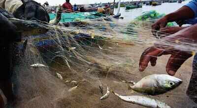 Mackerel prices plunge as fish floods state’s mkts, fishermen say catch highest in 15 years