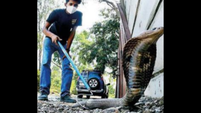 Maharashtra: Sun brings out snakes, 50 rescued and released