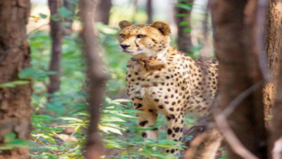 Madhya Pradesh: On 1st Cheetah Day in India, Tbilisi's first hunt at Kuno