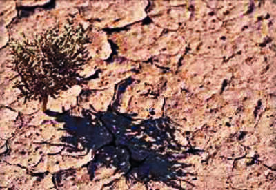 World Soil Day 2022: Excessive Use Of Pesticides Leads To Soil