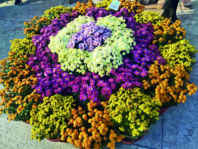 PAU to hold annual flower show on Dec 6