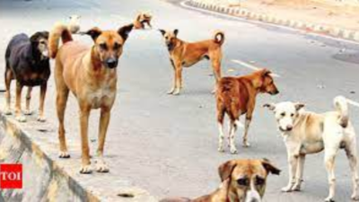 Nagpur: NGOs lack expertise in ABC, says Animal activists | Nagpur News -  Times of India