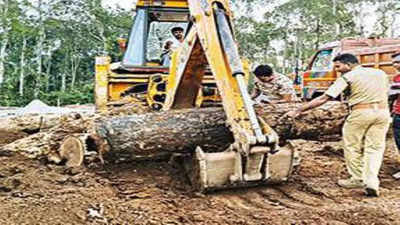 Case aginst panchayat member after 13 logs of chopped rosewood trees found buried