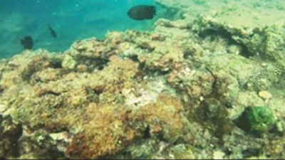 After Grande & Bat Island, Terekhol Goa’s latest locale of coral reef finds