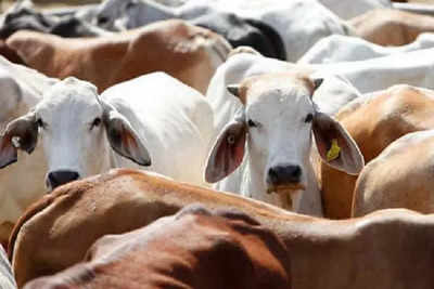 Desi cows can take the game of carbon credit ahead, Narendra Kumar says