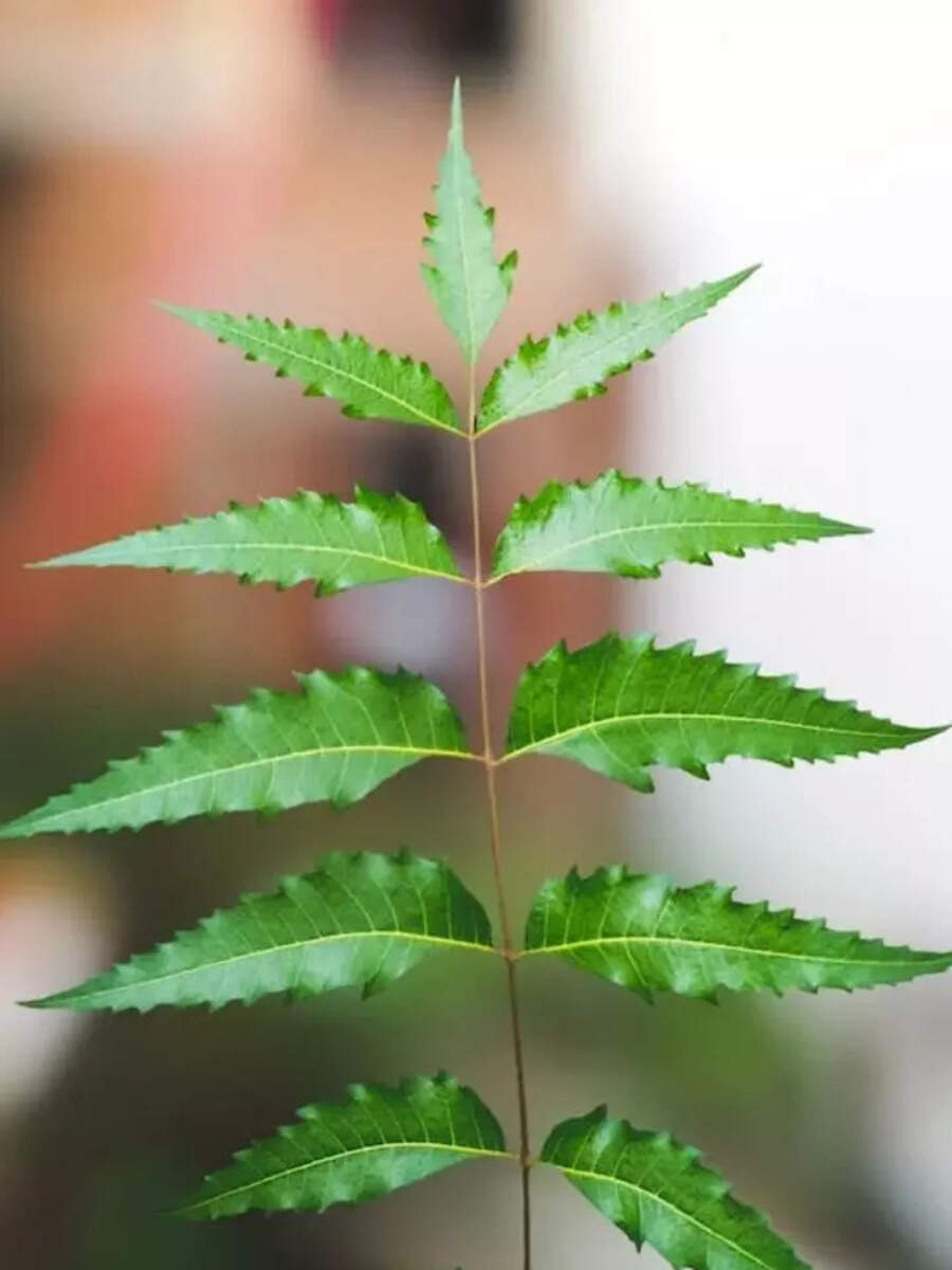 Neem leaves can help fight dandruff, here are its benefits for skin and