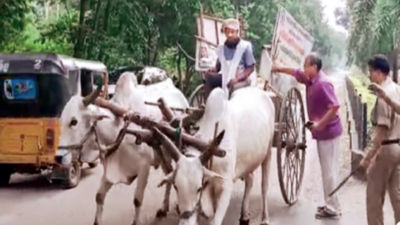 Bull urinates at SCCL GM office, owner booked in Telangana