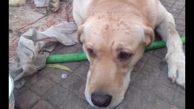 Pet dog abandoned at municipal garden in Navi Mumbai's Vashi, activists fume