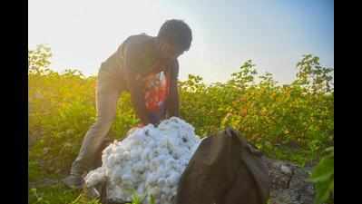 Cotton growers’ attempt to influence markets fails, prices fall in Maharashtra