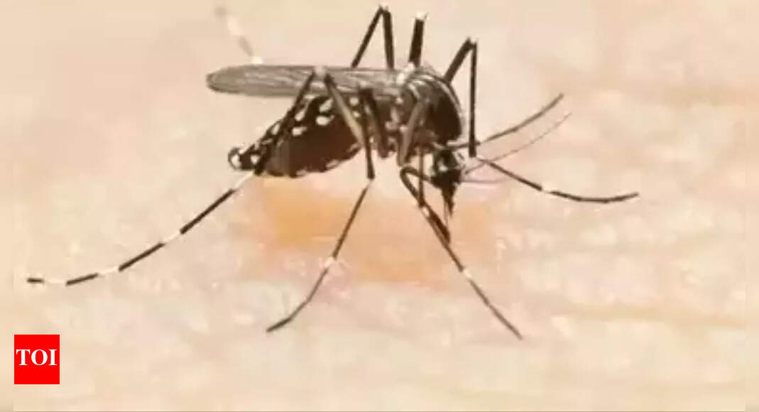 अहमदाबाद में 3 दिन में डेंगू के 38 मामले |  अहमदाबाद समाचार – टाइम्स ऑफ इंडिया