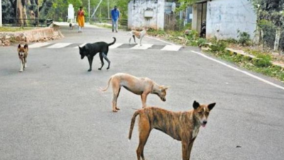 Stray dog menace rampant in Karnataka's Ballari city