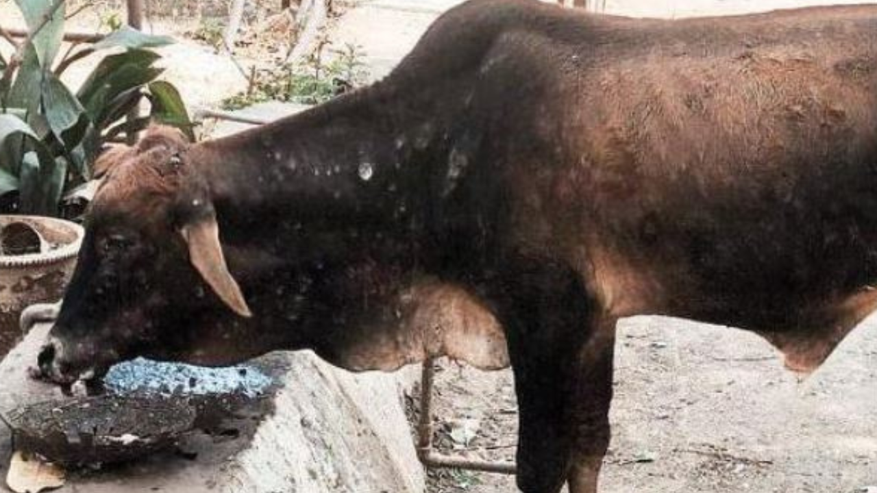 Dharwad: Animal welfare helpline in a limbo | Hubballi News - Times of India