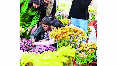 Chrysanthemum show returns to PAU after 3-year hiatus