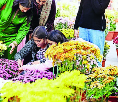 Chrysanthemum show returns to PAU after 3-year hiatus