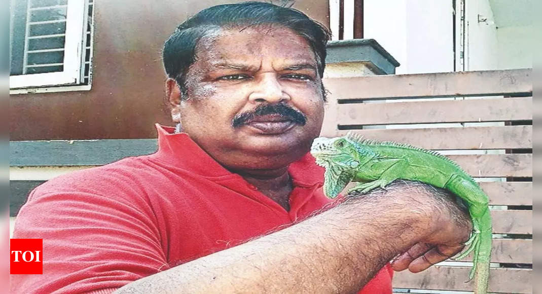 सरकारी पशुचिकित्सक ने गोधा के अग्रपाद की जगह को ठीक किया |  कोयंबटूर समाचार – टाइम्स ऑफ इंडिया