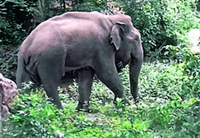 Forester injured in elephant attack in Dibrugarh’s Namrup